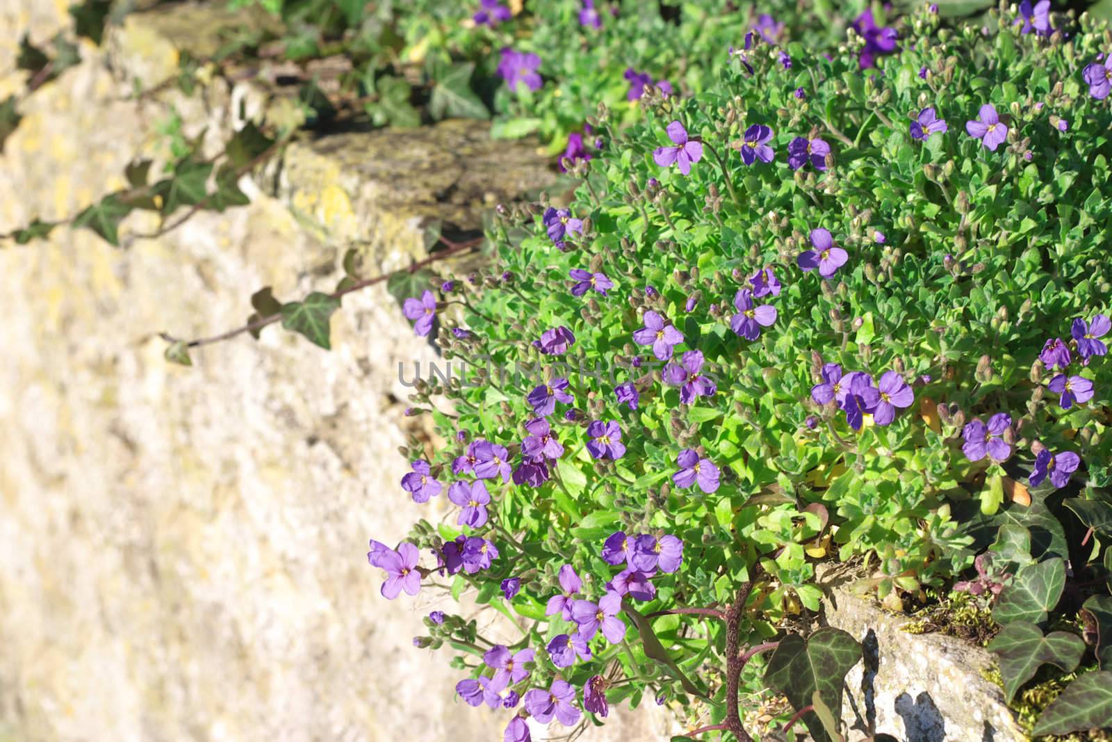 Trailing lilac  lobelia over dry stone wall, focus on flowers