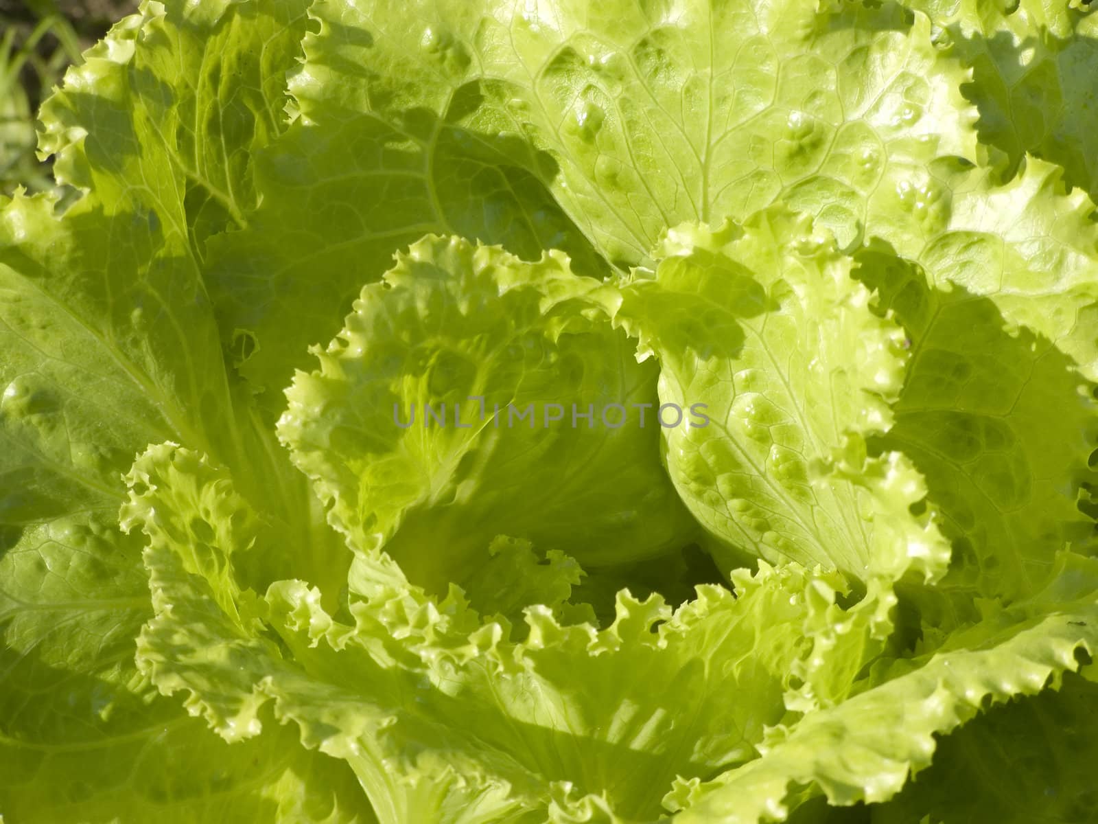 Lettuce background on the farm