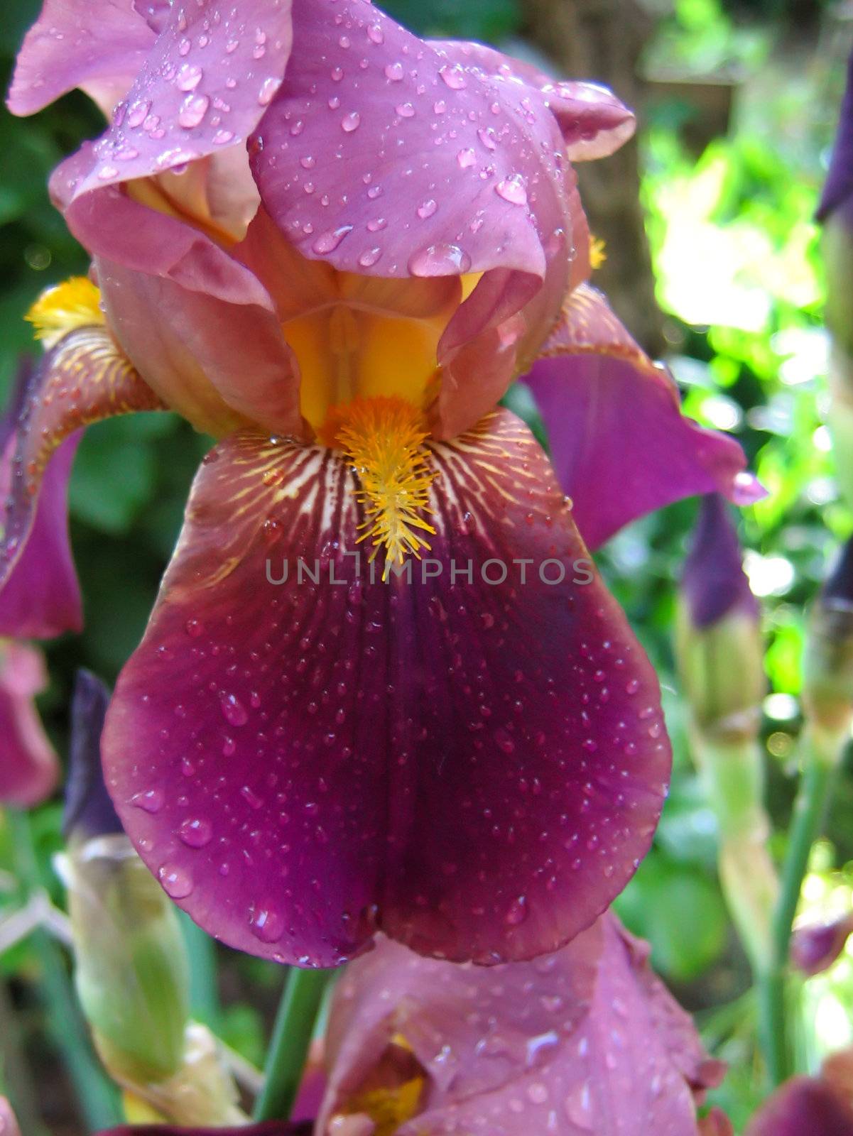 Purple iris flower with water droplets in a garden