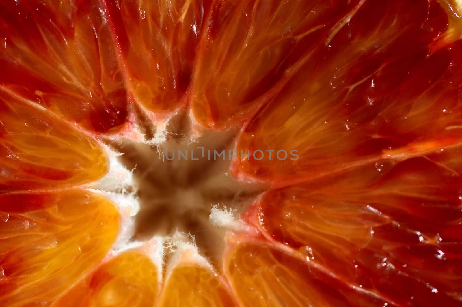 A closeup of a red orange