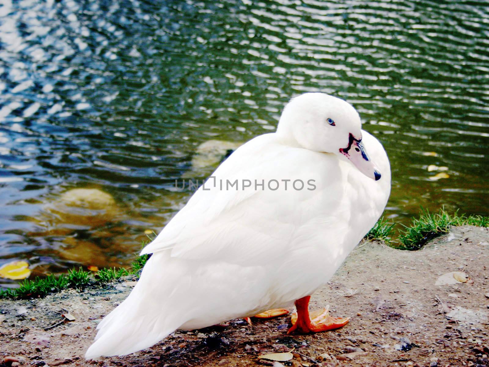 pure white european duck