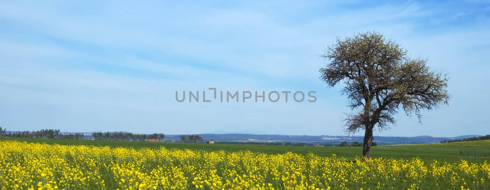 Lonely tree in field with yellow flowers