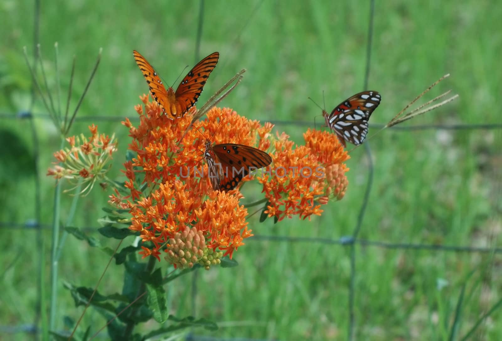 Butterfly Weed by suwanneeredhead