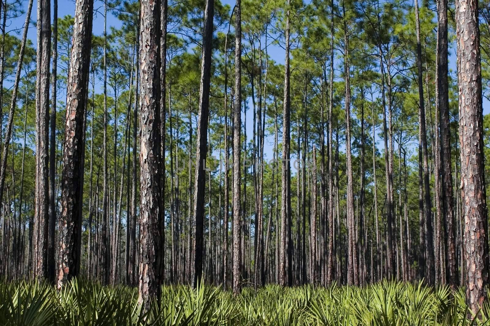 Pines and Saw Palmettos by suwanneeredhead