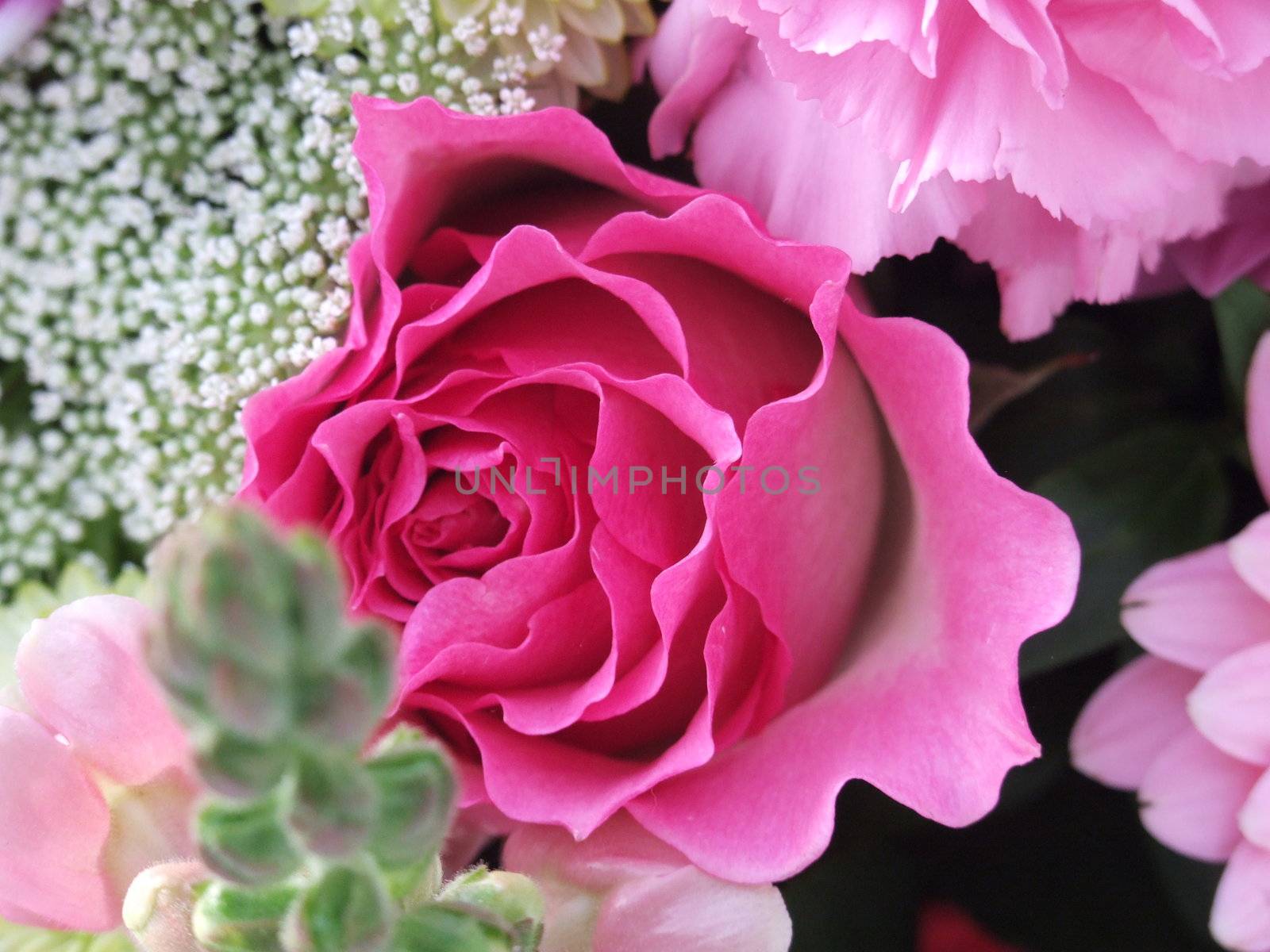 close up on a pink rose