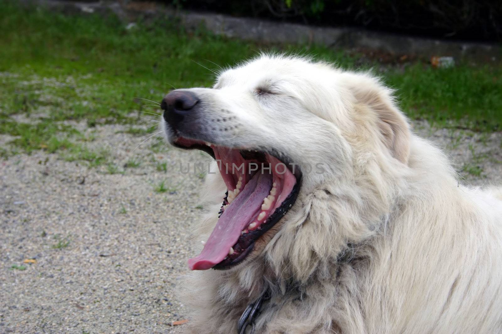 yawning Great Pyrenees dog