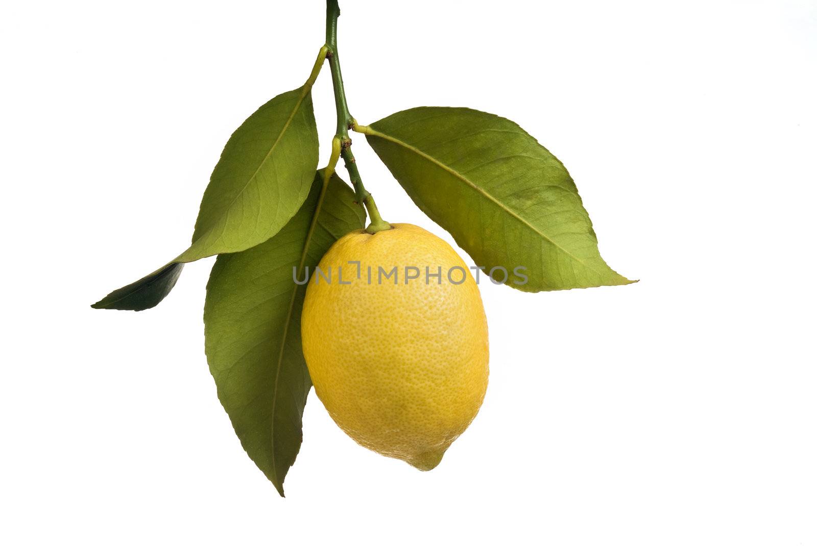 Lemon with leaves isolated by noam