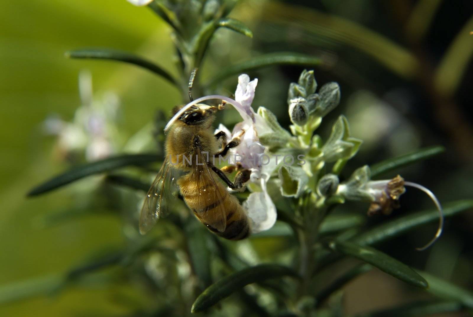 clos-up of a Bee on Rosemary flower