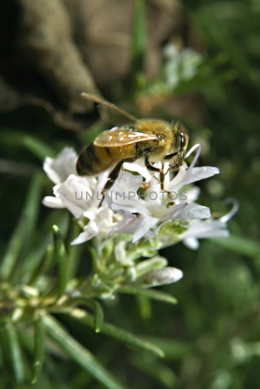 clos-up of a Bee on Rosemary flower