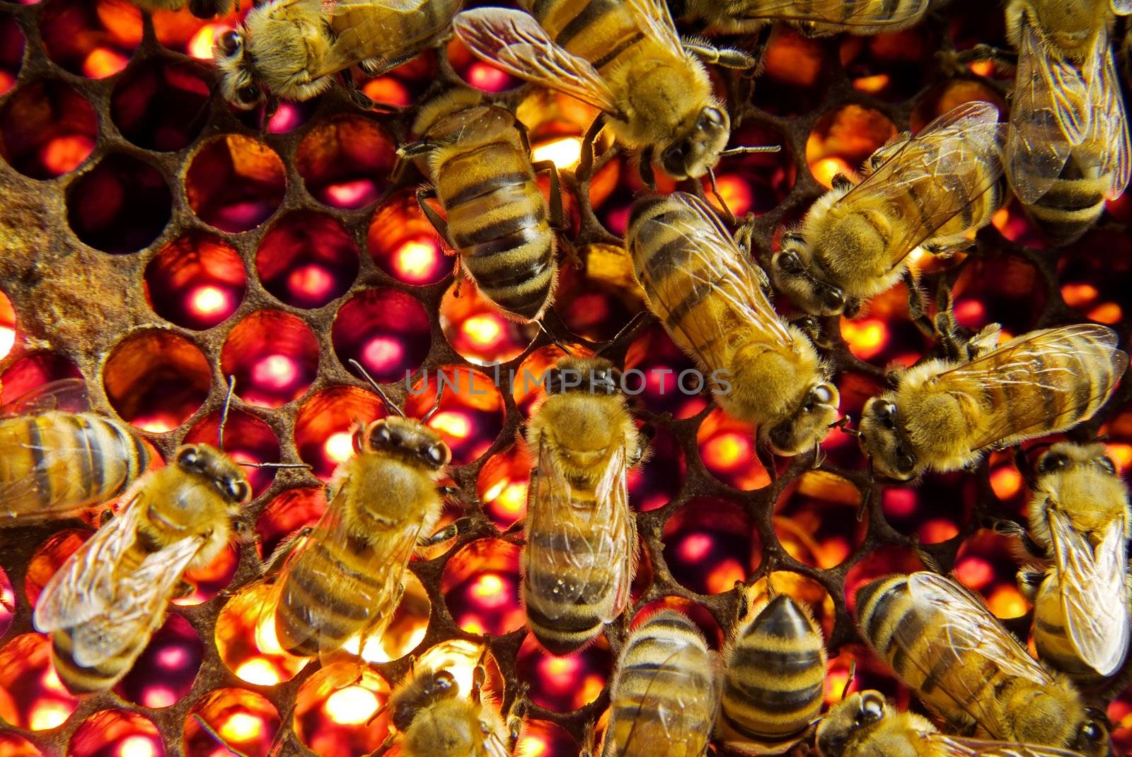 Bees inside a beehive 