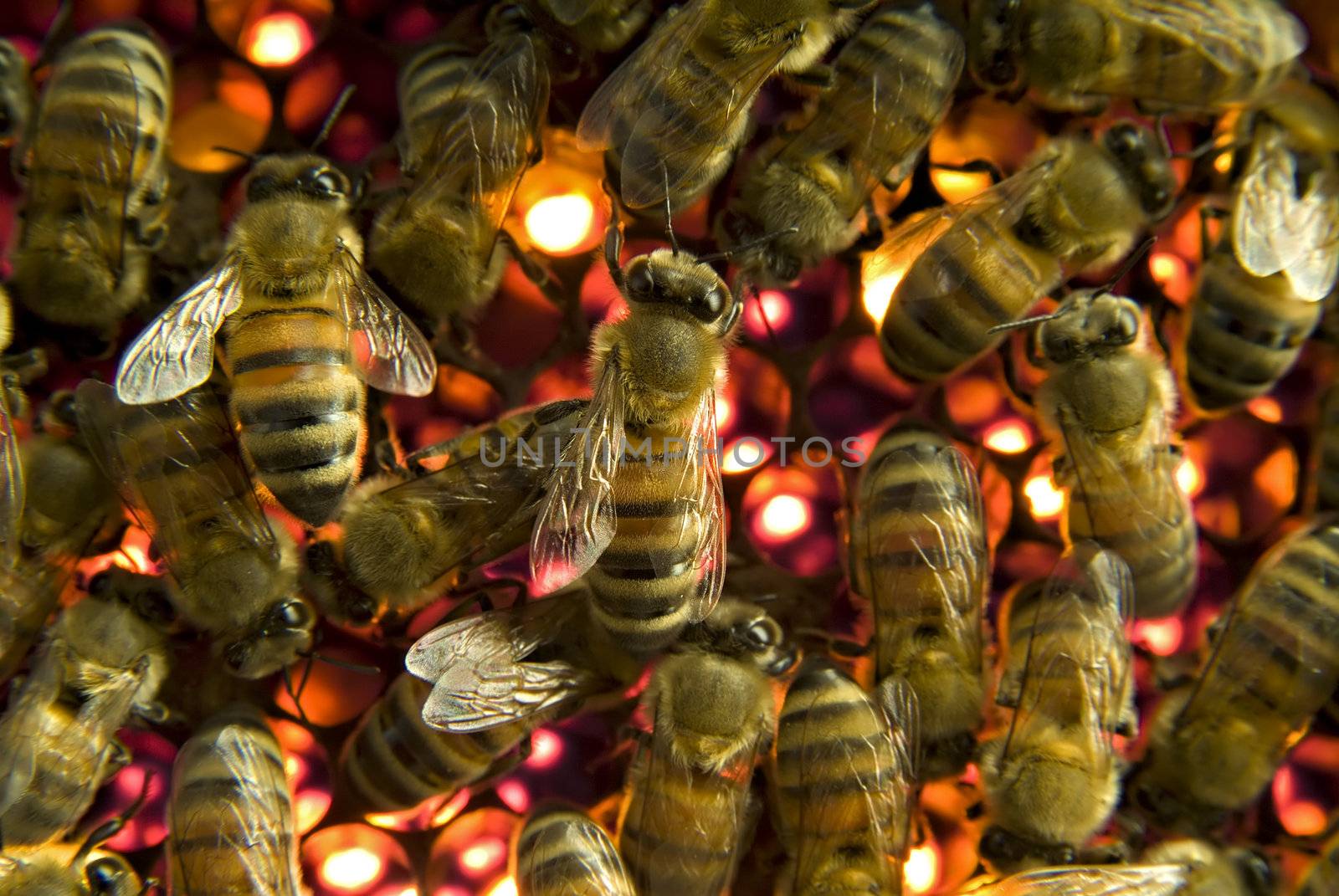 Bees inside a beehive 