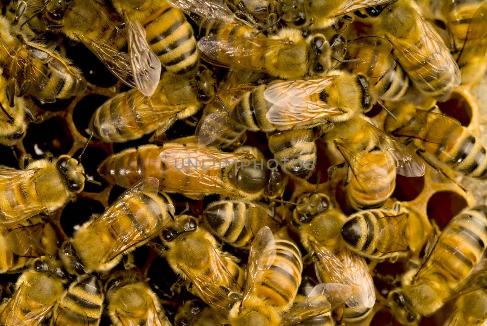 Bees inside a beehive with the queen bee in the middle 
