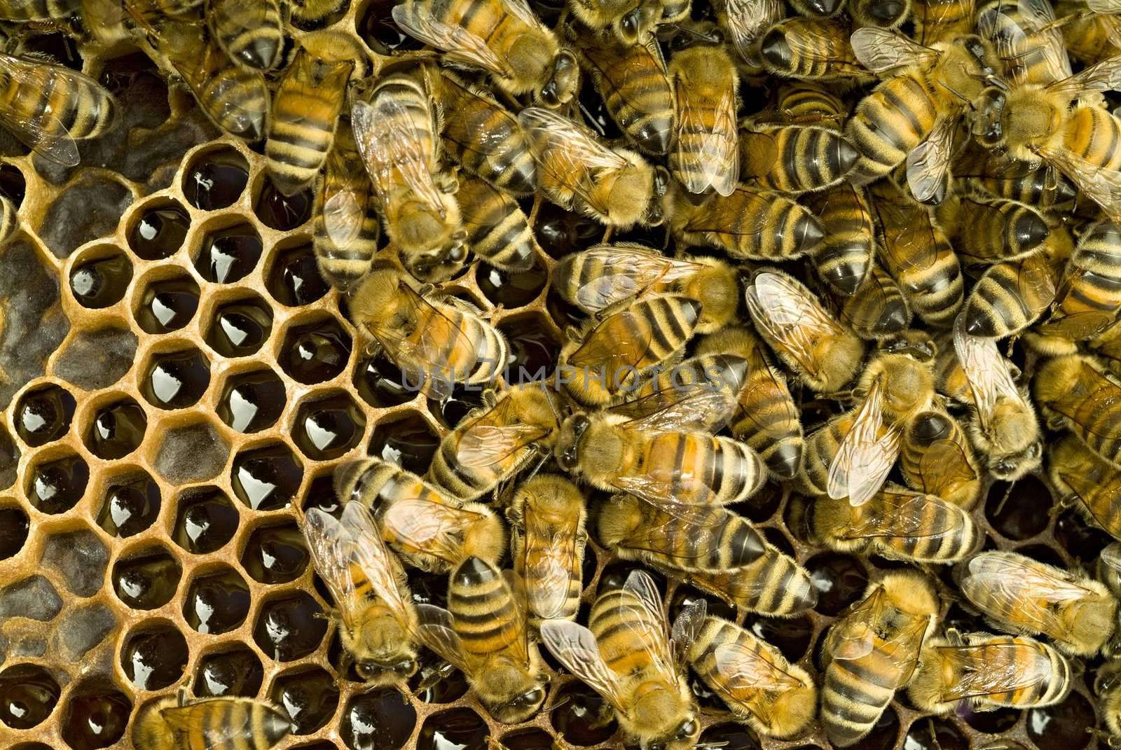 Bees inside  beehive by noam
