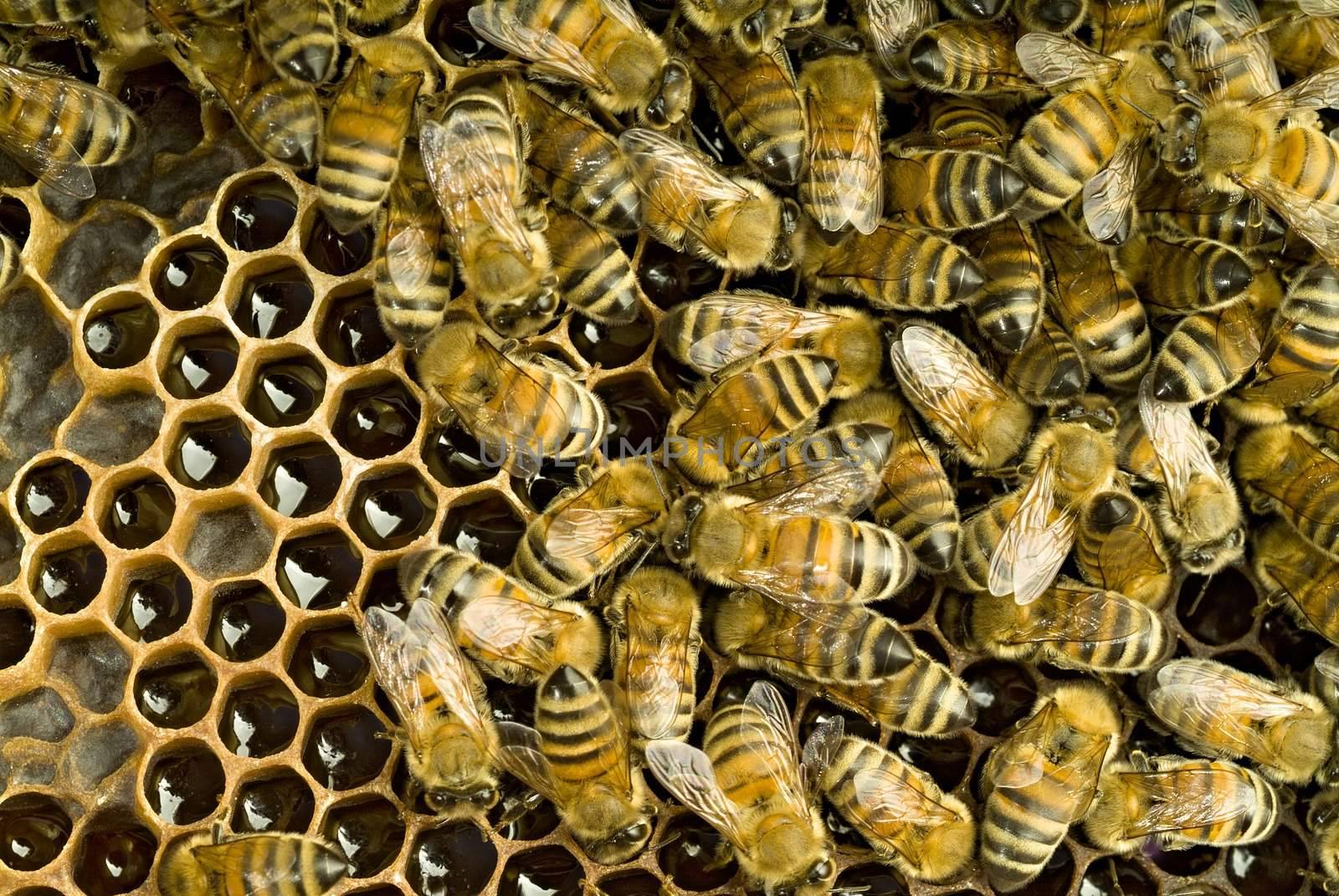 Bees inside a beehive 