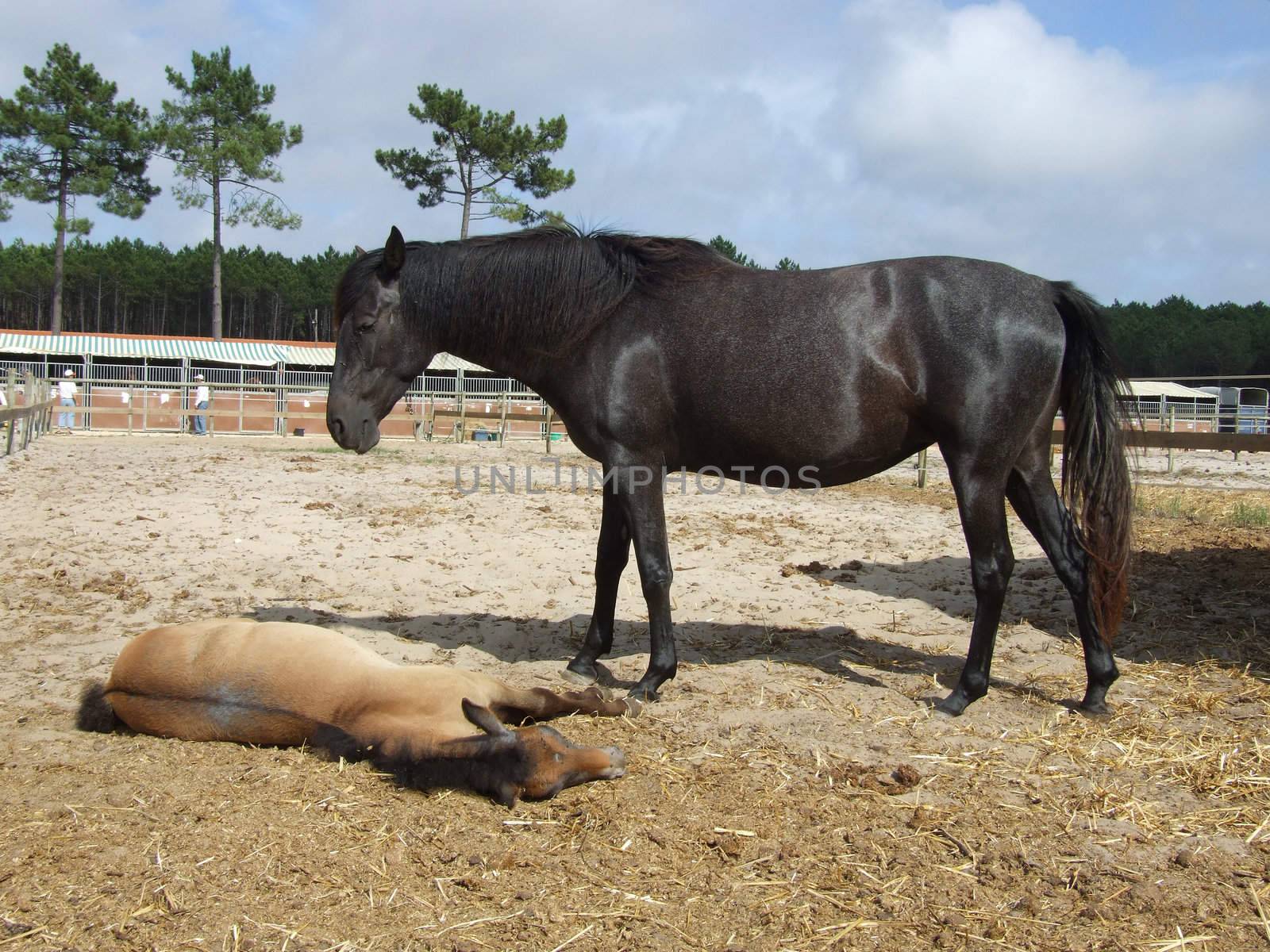 Female horse and is baby