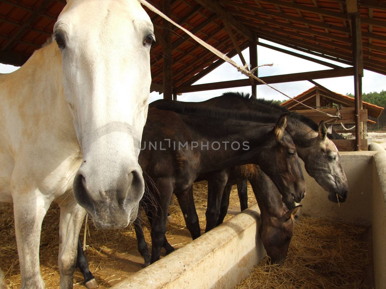 Famaly of horses feeding