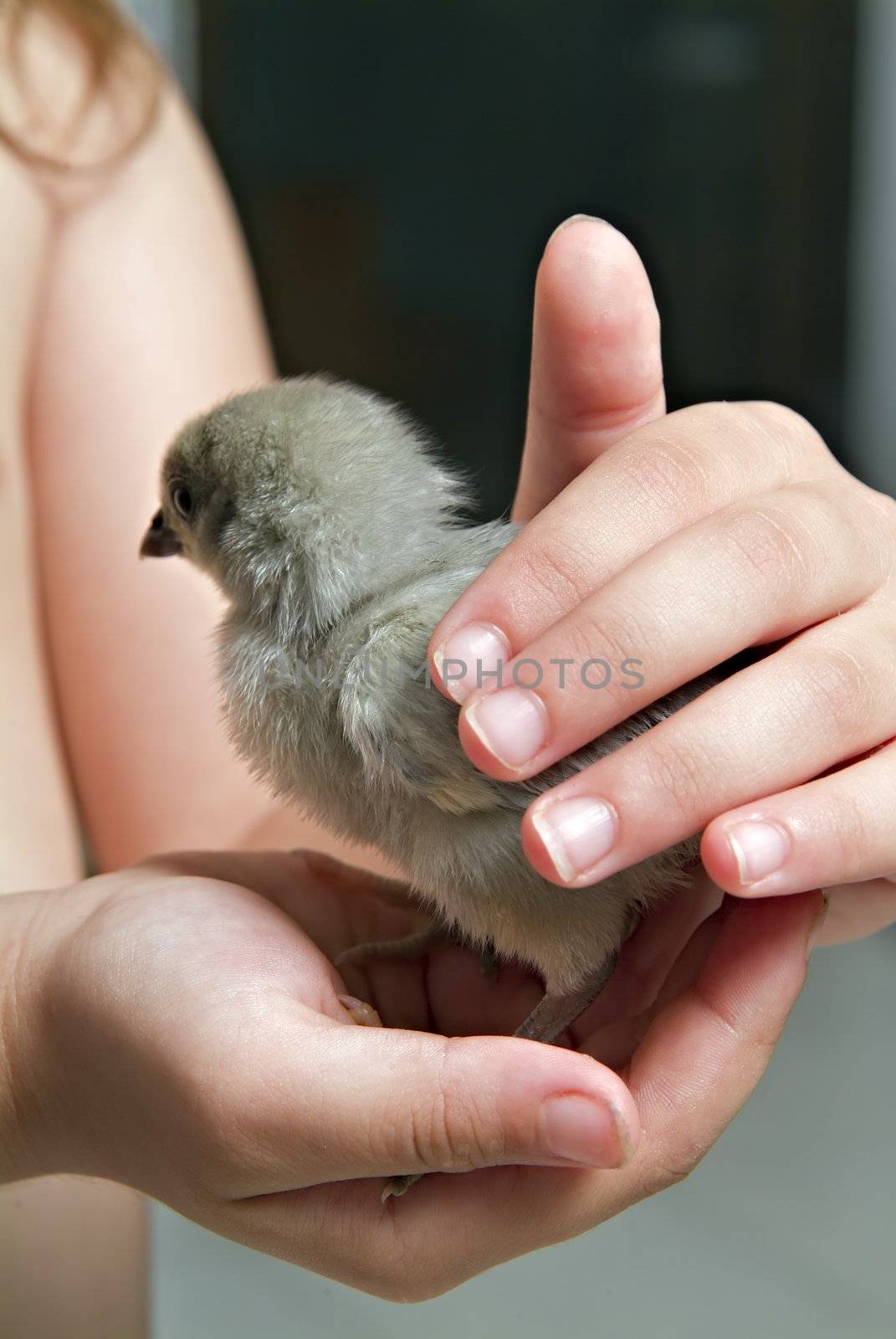 chick in child hand by noam