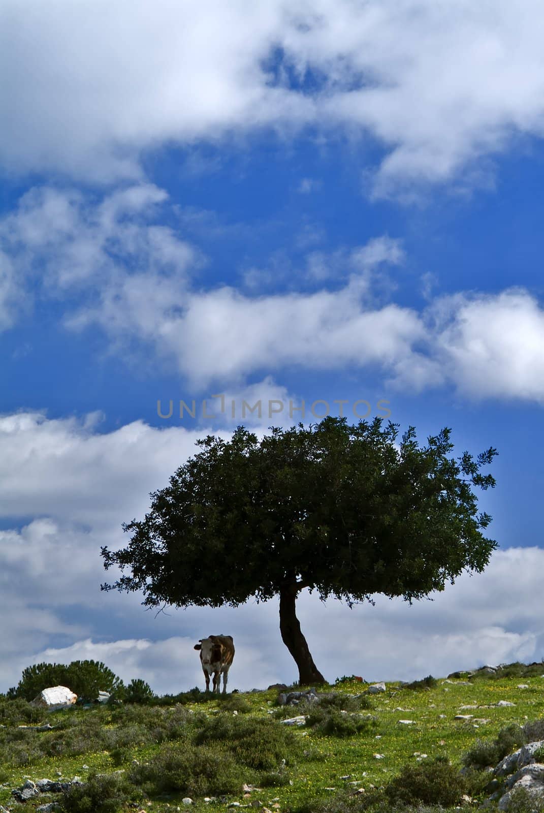 Lonely cow under lonely small oak tree