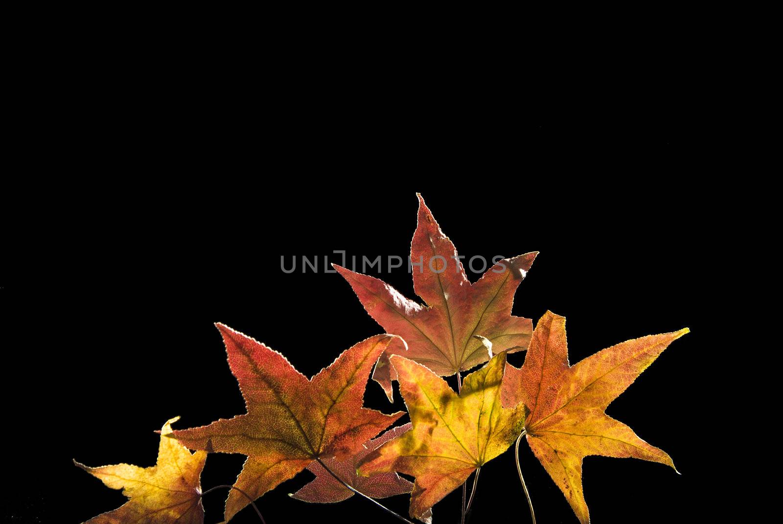 Group of  Autumn Leafs isolated on black