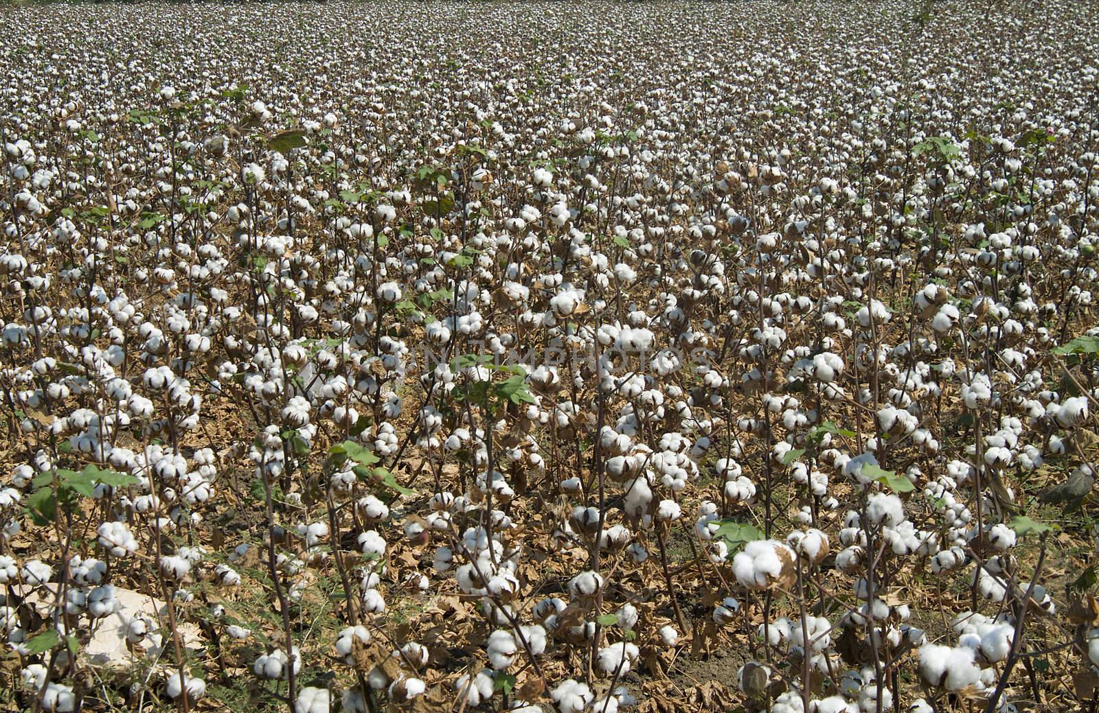 General view of a field full of ripe cotton bolls