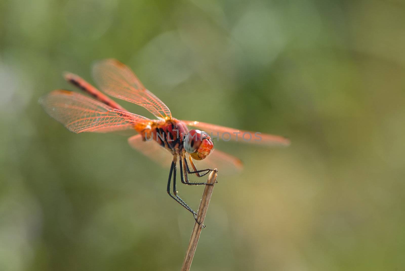 Dragonfly on twig by noam