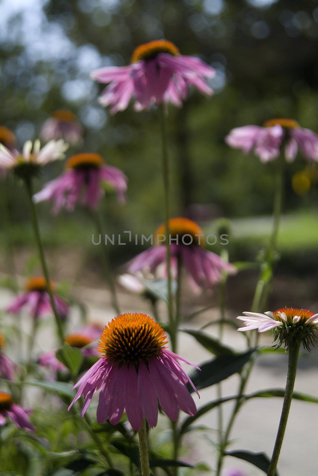 group of Echinacea flowers