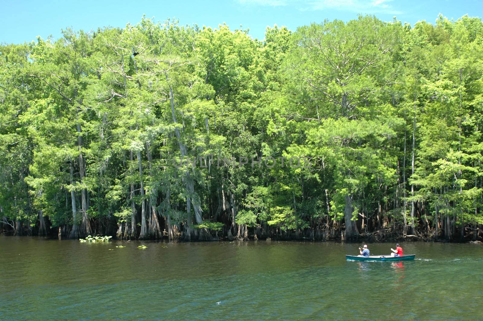Canoeists paddle down the Suwannee River.