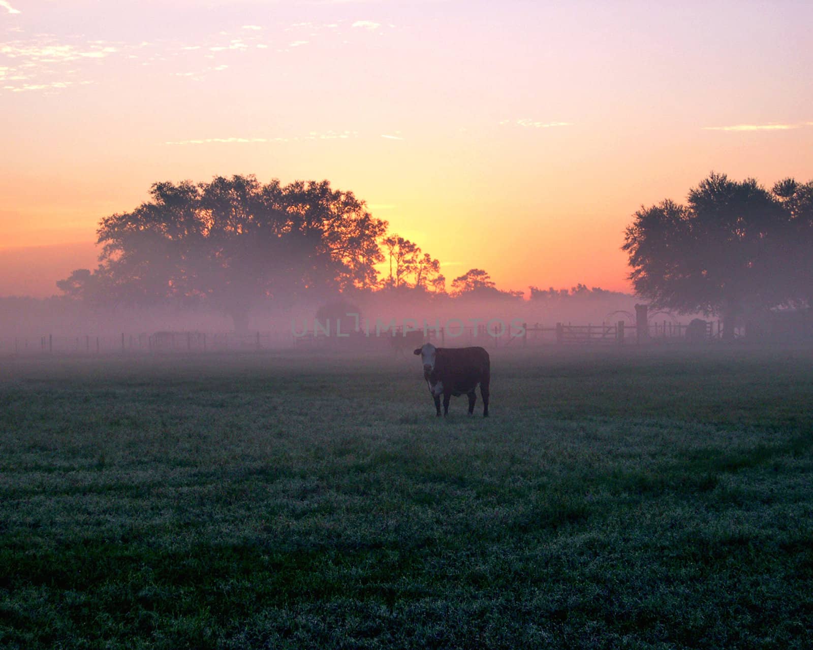 Levy County Sunrise by suwanneeredhead