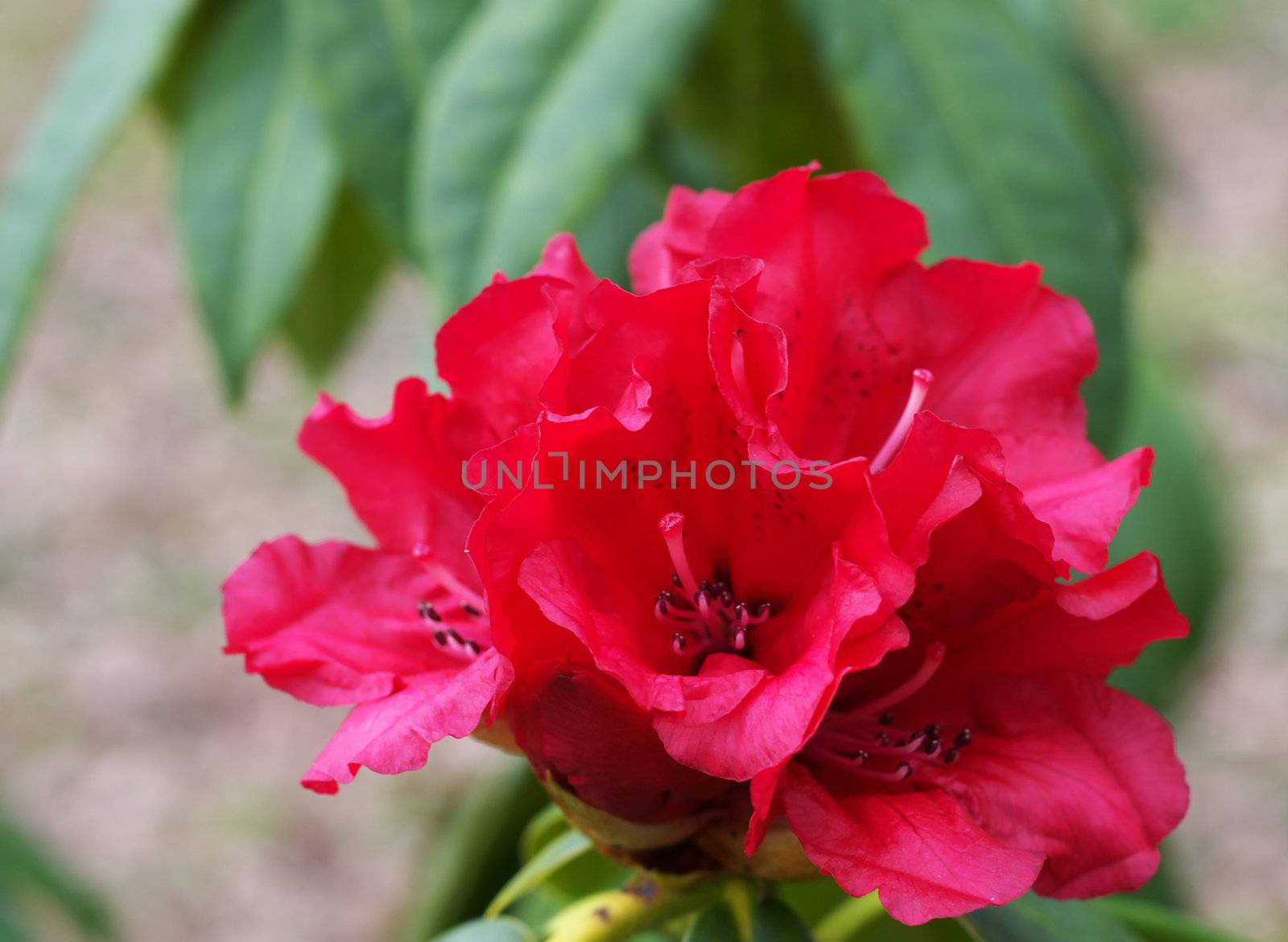 Red Rhododendron 1 by hospitalera