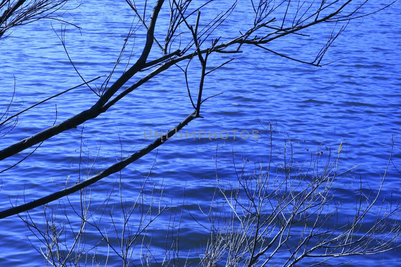 Reflection in a clear blue water of a dry branch in autumn