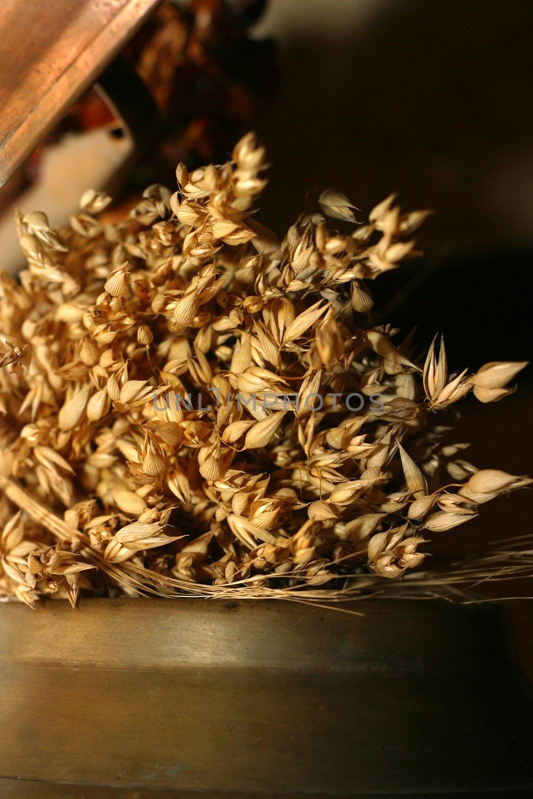 Wheat on a dark background