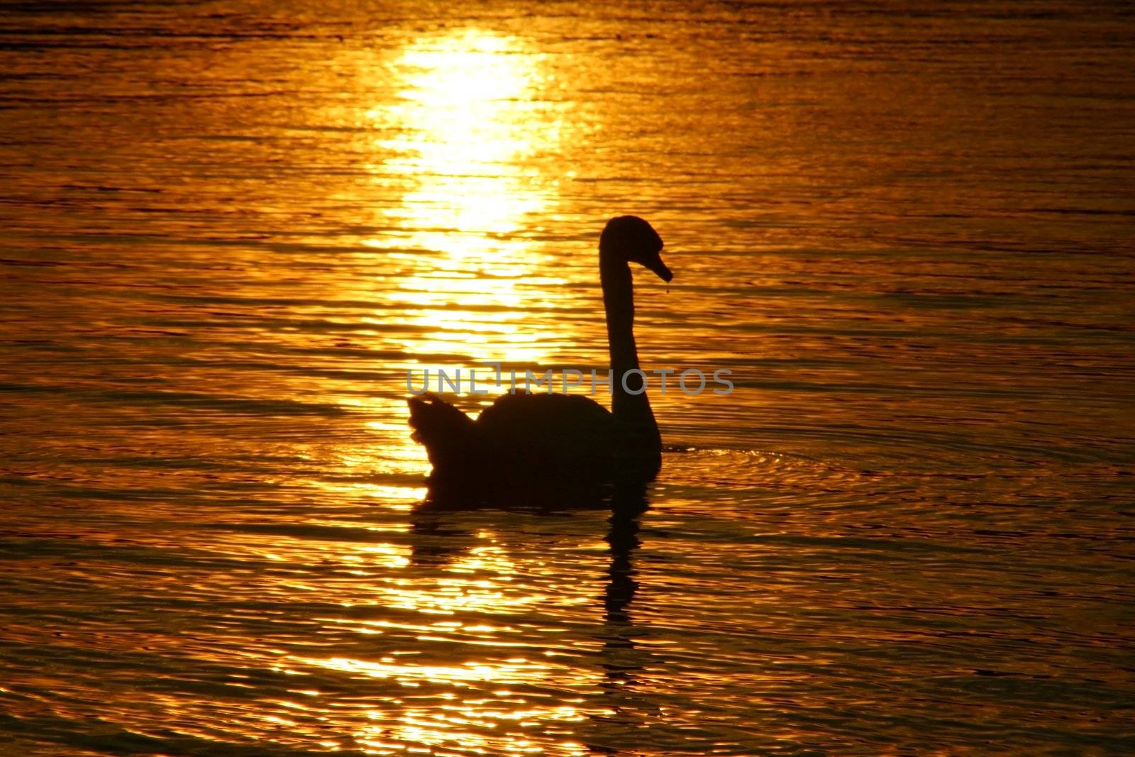 Golden swan by Digoarpi