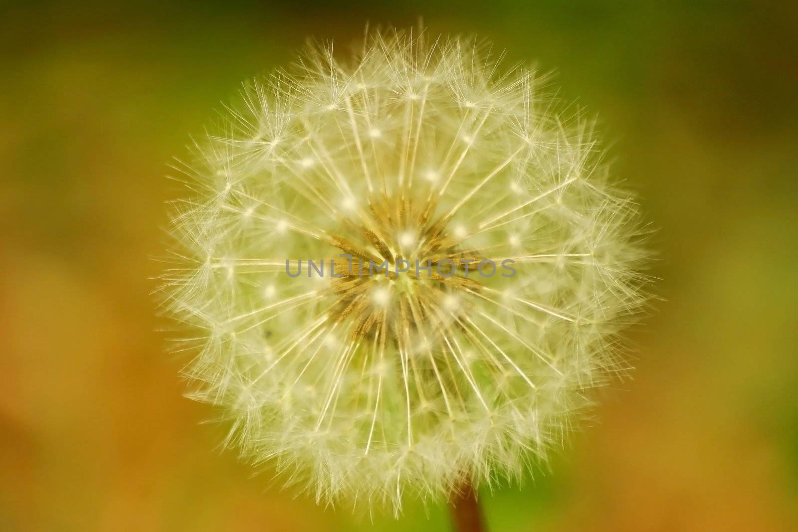 Swirling pattern of mature dandelion head on a field