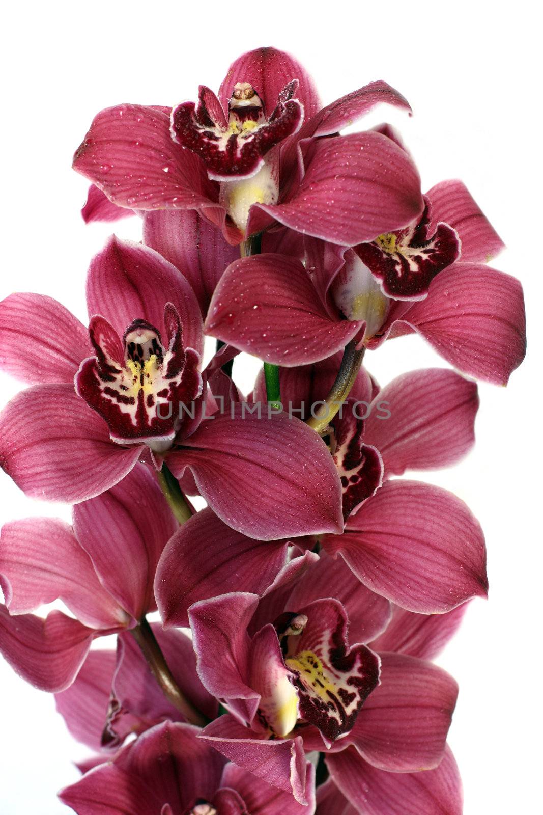 orchid, decorative, flowers, flower, petal, stamens, smell, beauty, asian, exotic, branch, bouquet, flora, plant