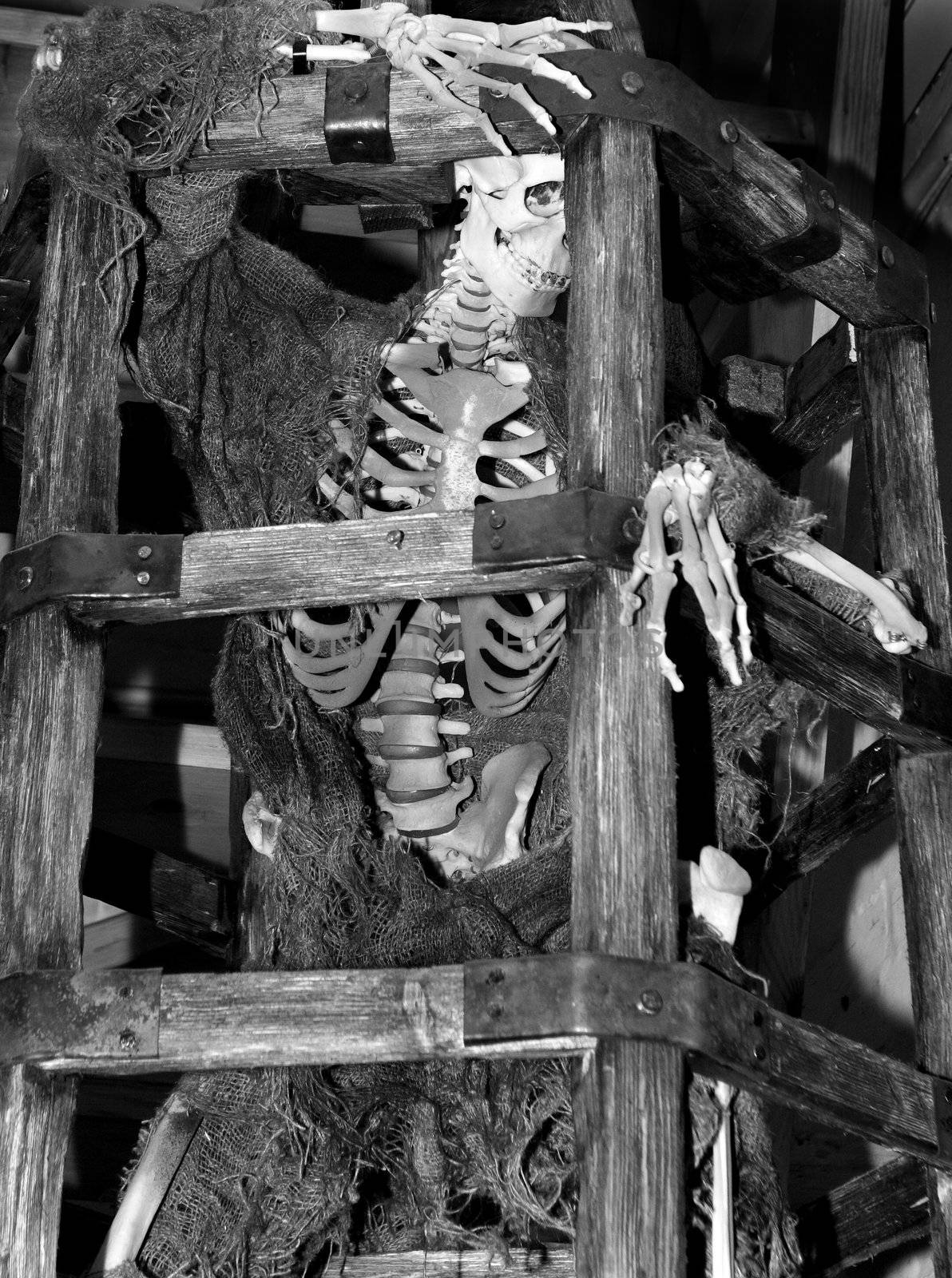 skeleton, death, bones, skull, died, crisis, hunger, punishment, execution, tree, wooden, cage