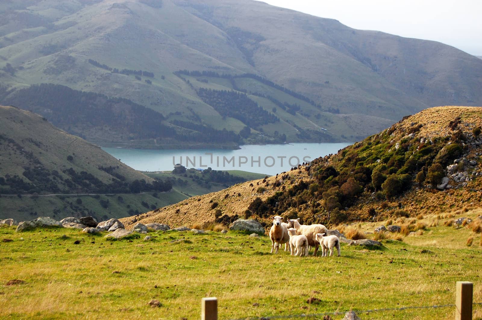 Sheeps at rural area, Banks Peninsula, New Zealand