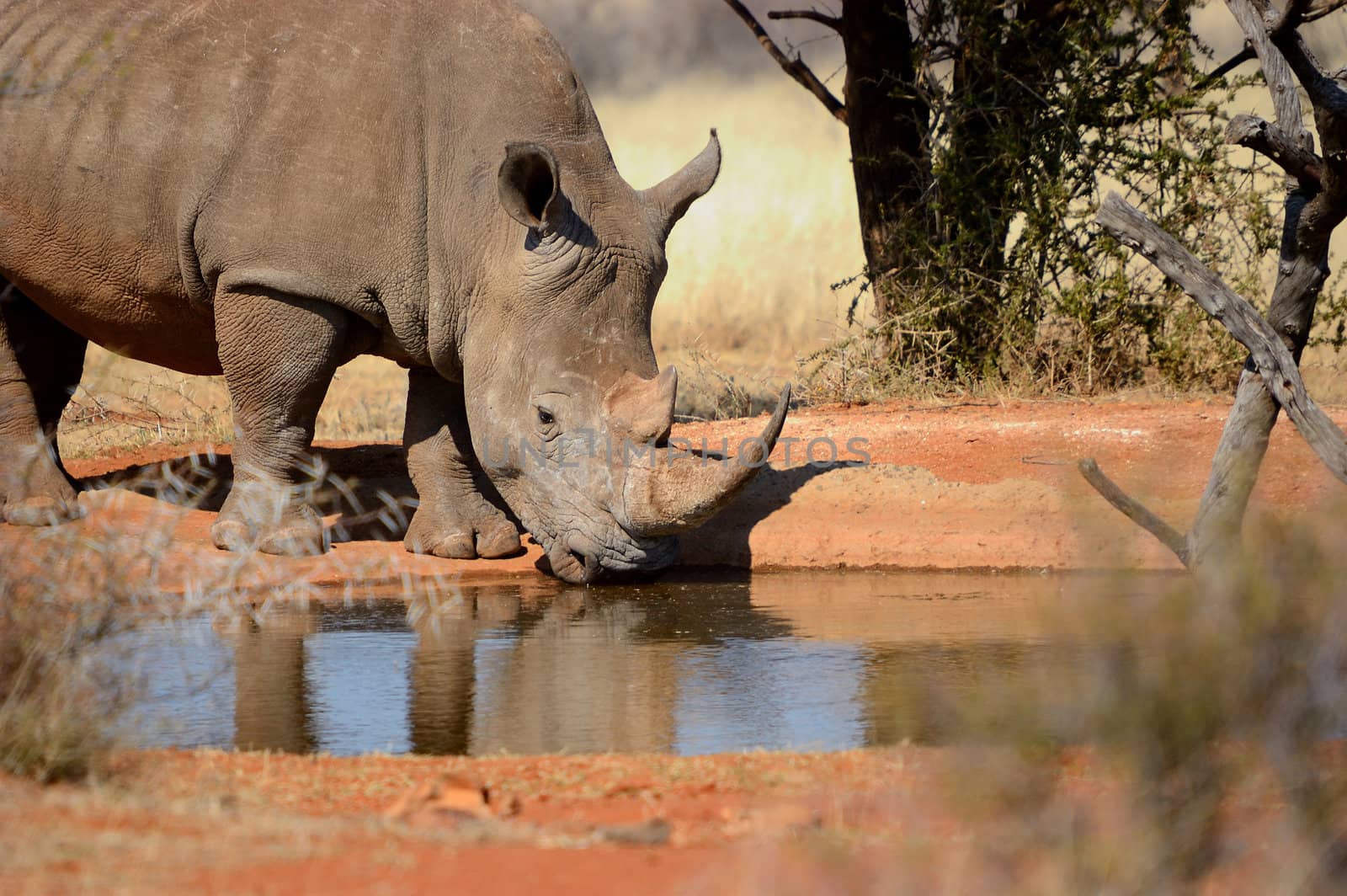 White rhino with big horn drinking water