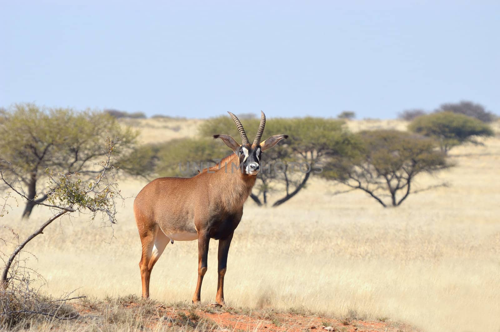 Roan Antelope on game farm in South Africa