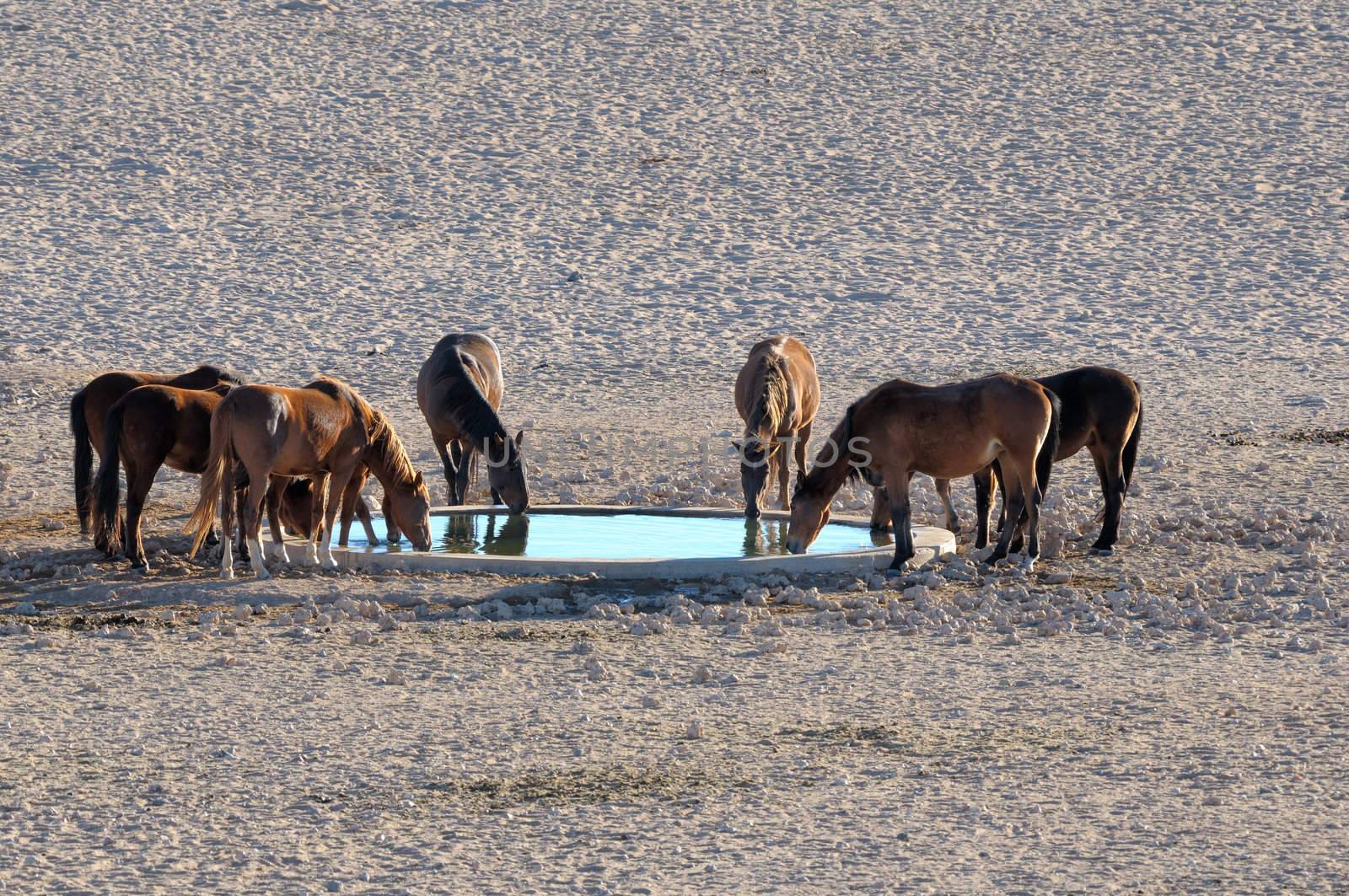 Wild Horses of the Namib near Aus, Namibia.