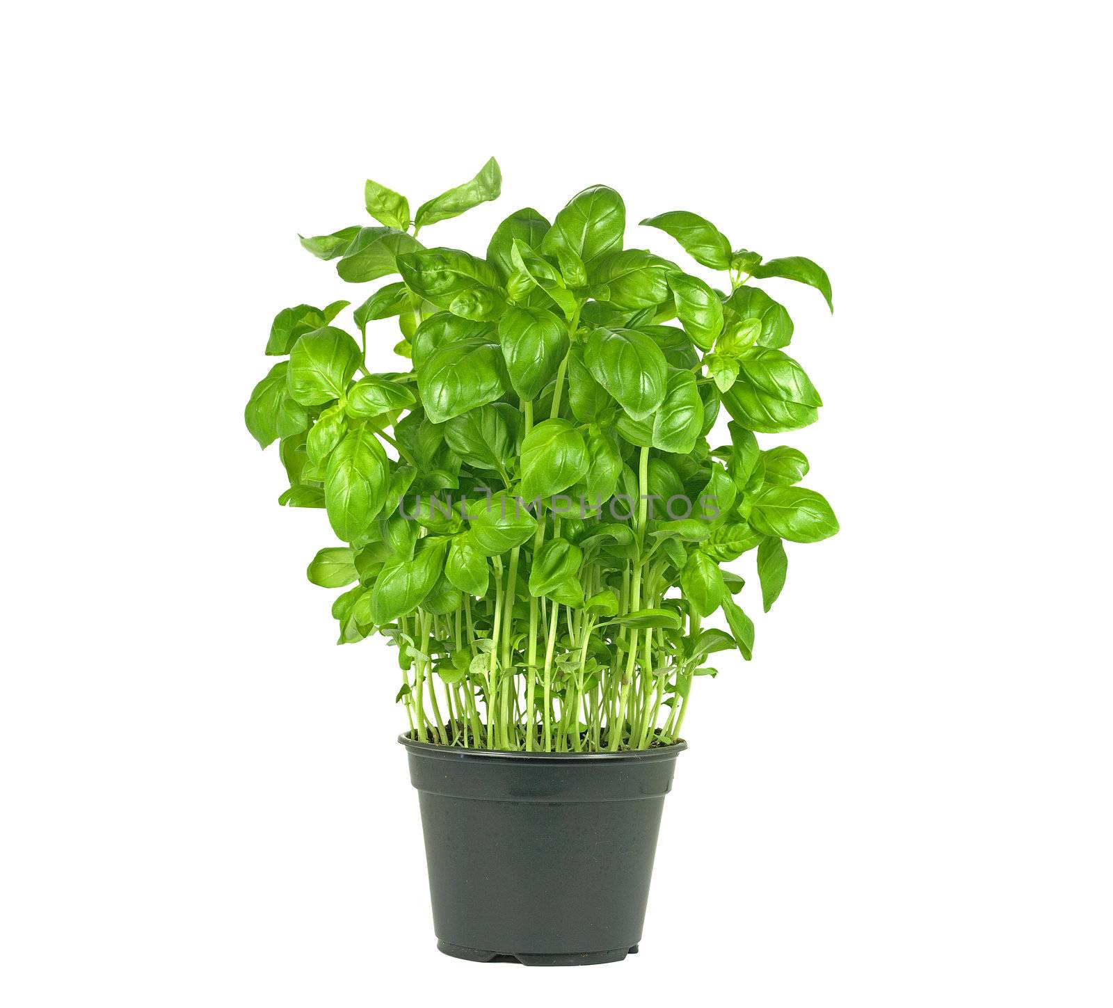 pot of fresh basil plant on white background