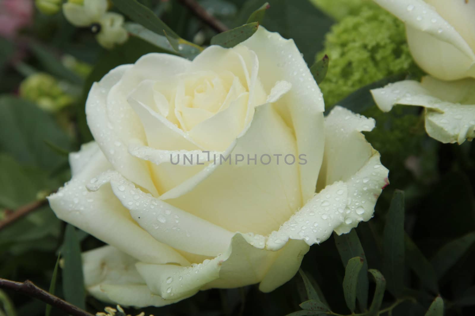 Big white rose in a bridal bouquet