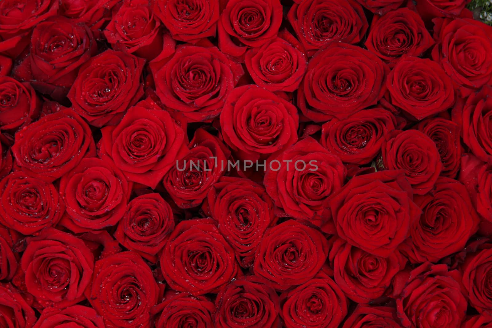 Big group of red roses by studioportosabbia