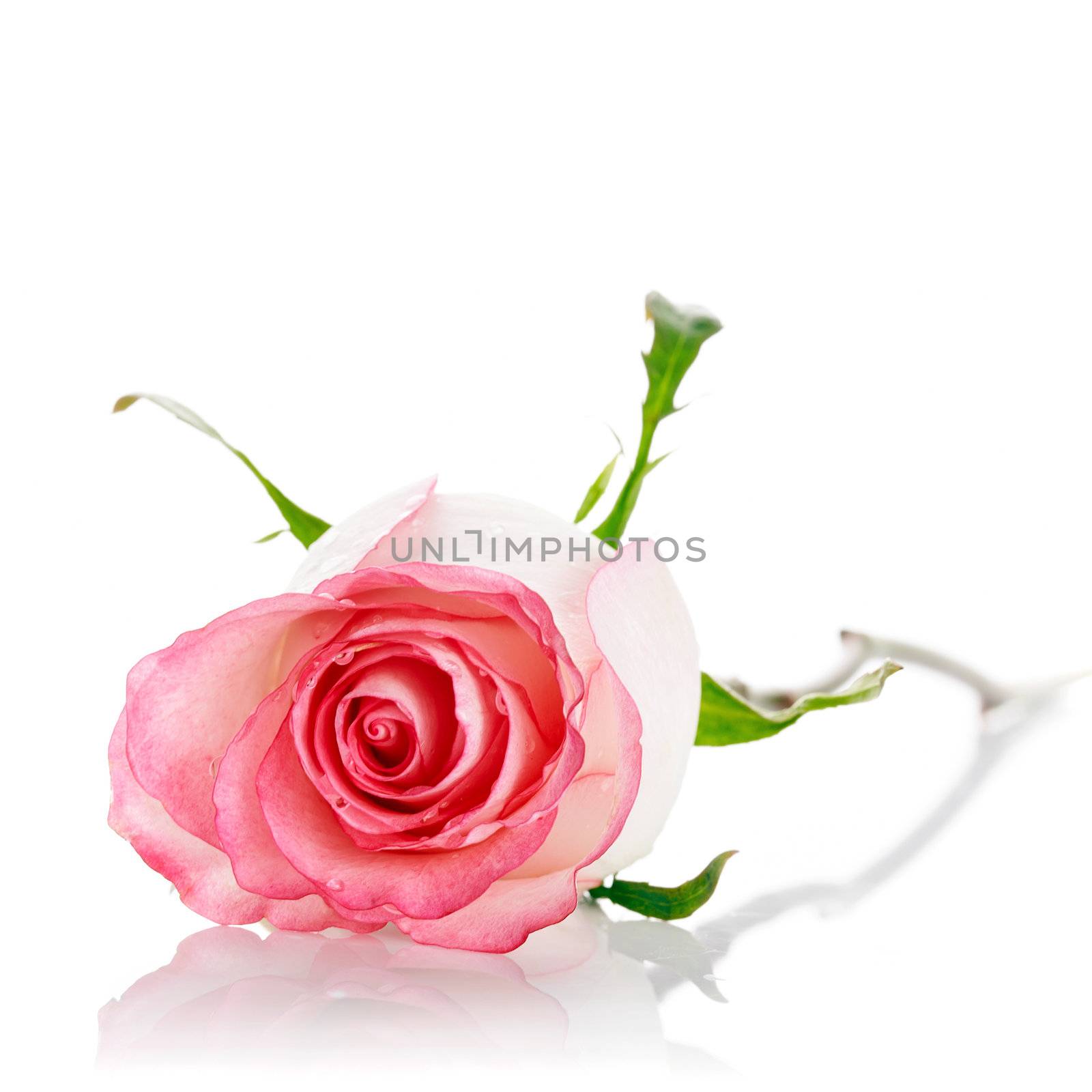 Bud of a pink rose. by Azaliya