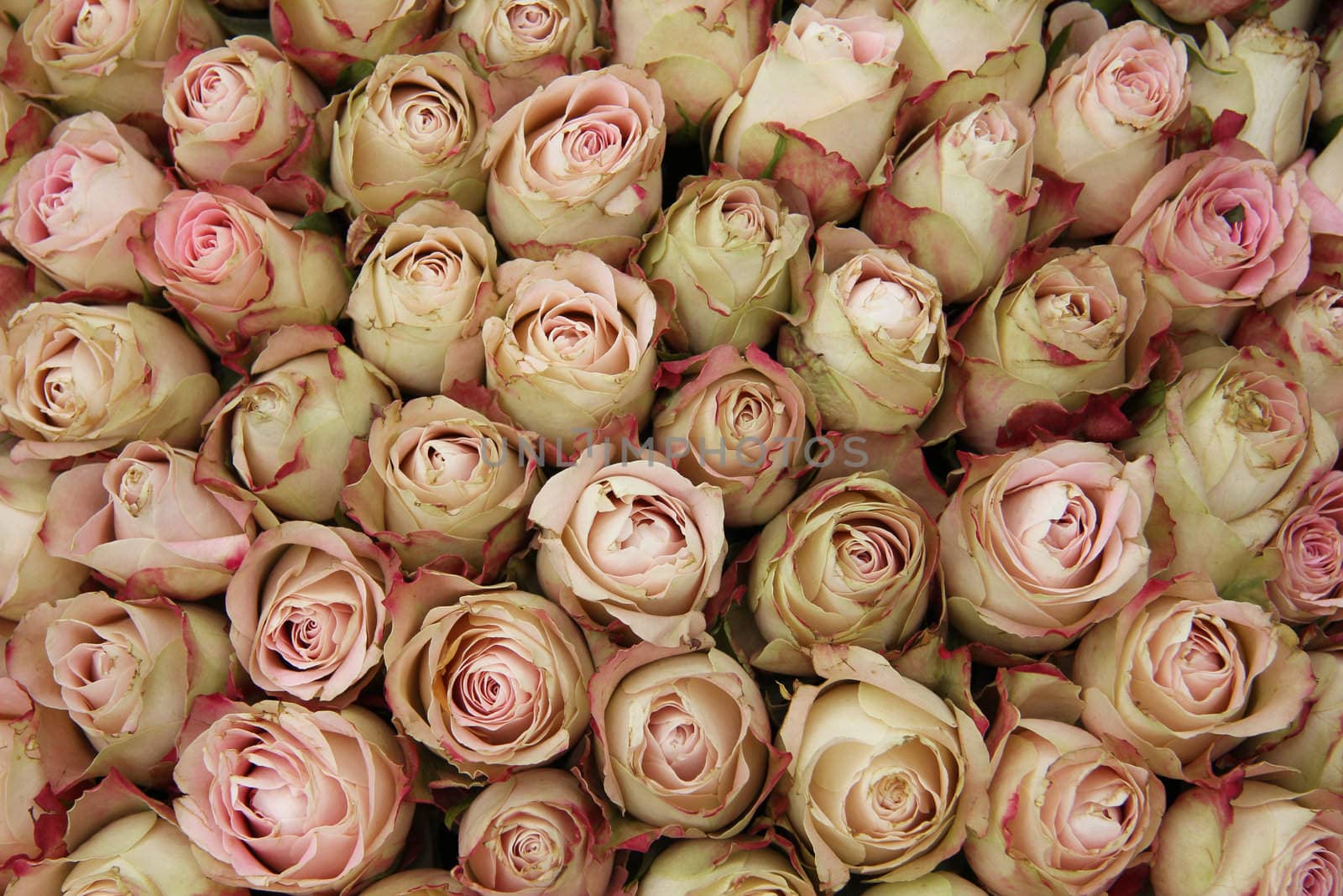 Pale pink rose buds with a touch of red in a wedding centerpiece