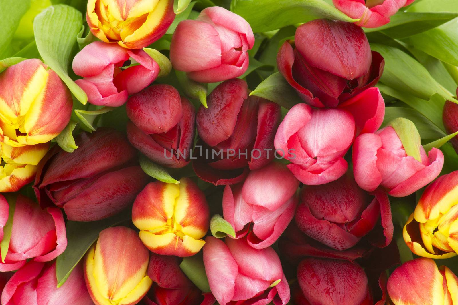 colourful tulips