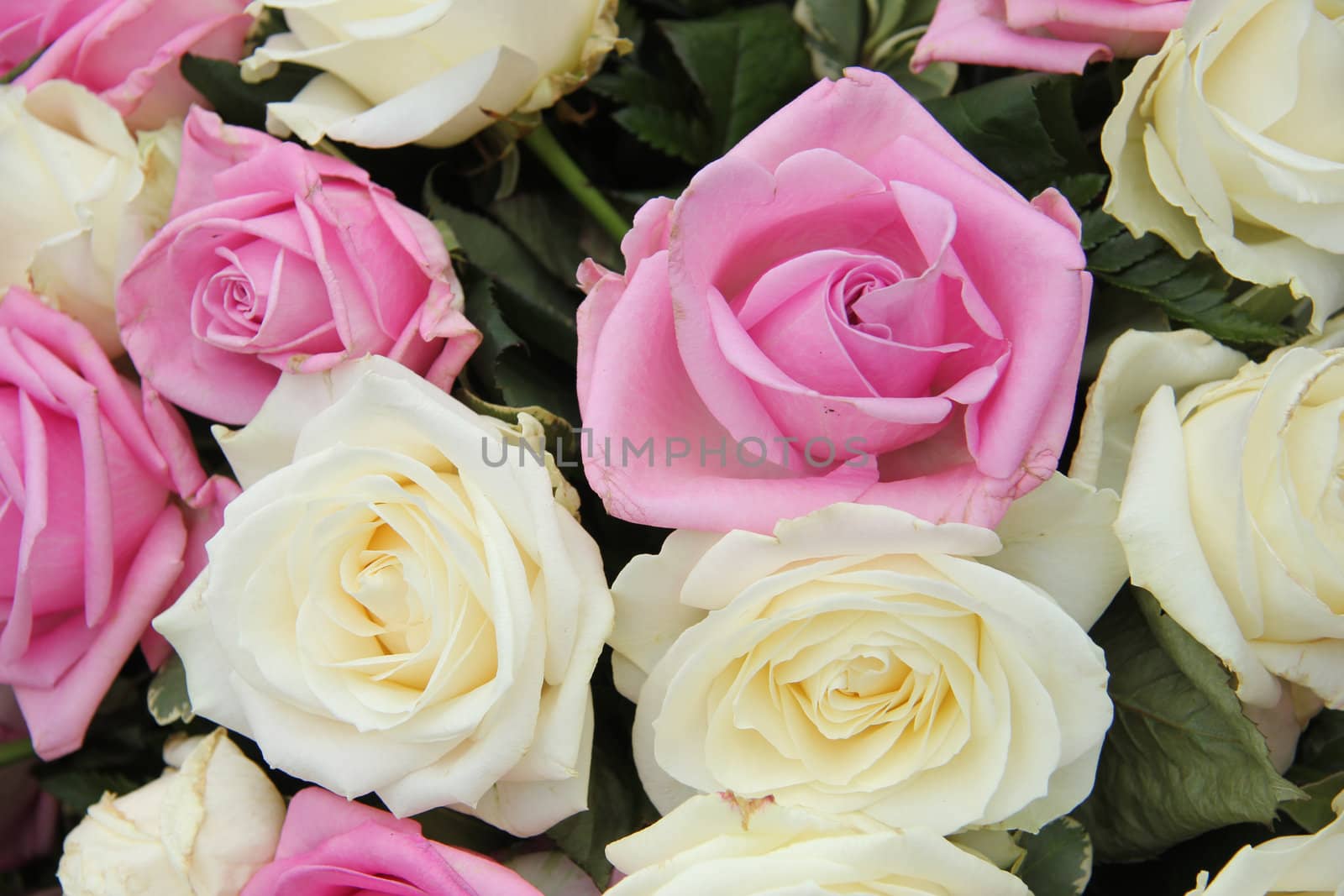 big white and pink roses in a bridal bouquet