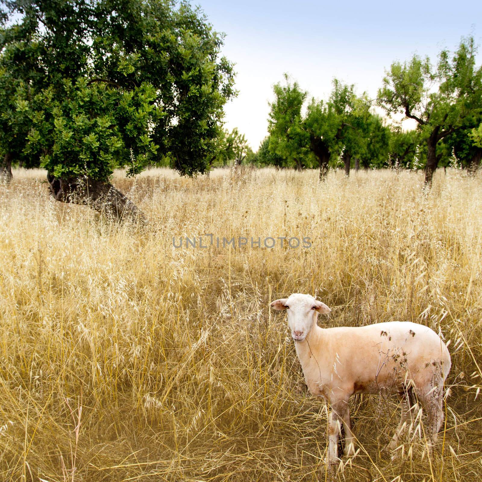 Mediterranean sheep on wheat and almond trees field in Majorca spain