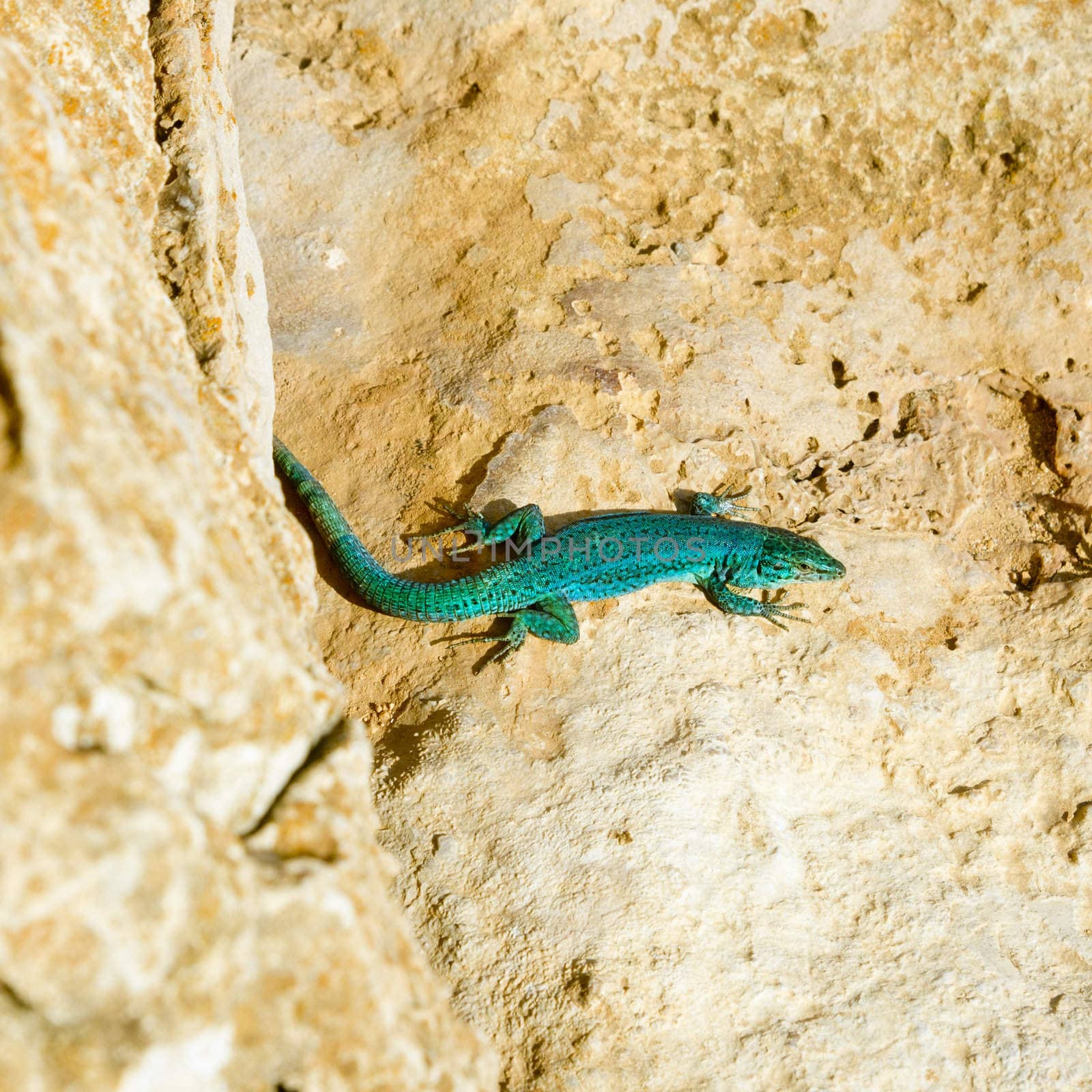 formentera lizard Podarcis pityusensis formenterae Balearic islands