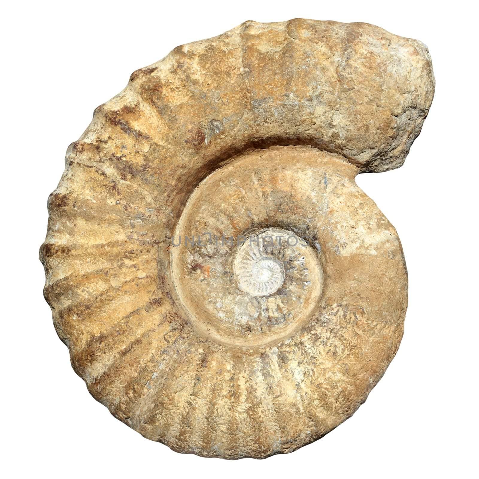 fossil spiral snail stone real ancient petrified shell isolated on white