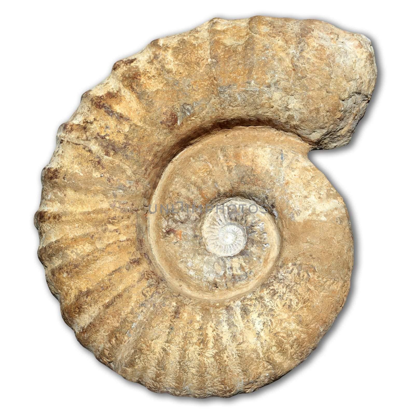 fossil spiral snail stone real ancient petrified shell isolated on white